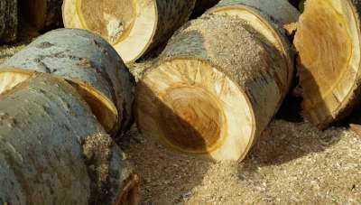 Глобальное производство биочара из древесного мусора позволит снизить антропогенные выбросы в атмосферу. Фото jackmac34/pixabay.com.