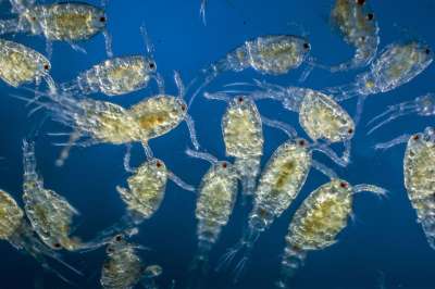 Микроскопические и неторопливые планктонные рачки оказались неожиданно важным элементом перемешивания морской воды: их роль не менее значительна, чем у ветра и волн.