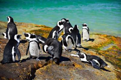 Дата праздника выпадает на период, когда проходит миграция пингвинов на материк