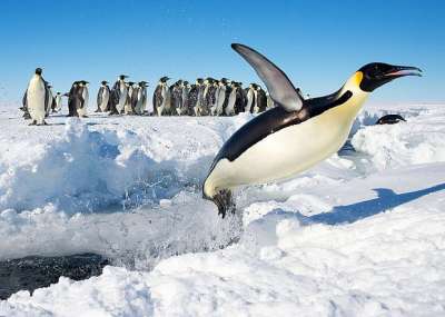 Императорский пингвин (Aptenodytes forsteri) выпрыгивает из воды. Christopher Michel / Wikimedia Commons