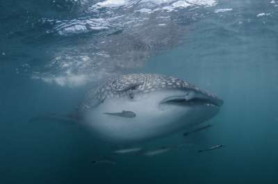 Встреча с китовой акулой в Сиамском заливе, недалеко от острова Панган. Фото: Дмитрий Старостенков