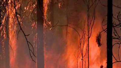 Режим чрезвычайной ситуации из-за лесных пожаров на данный момент действует в четырех субъектах. Вход в тайгу в них будет закрыт пока ситуация полностью не нормализуется.