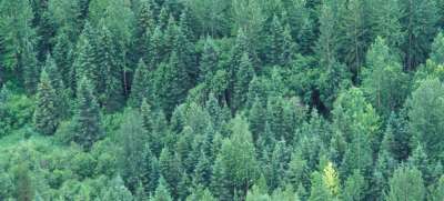 Леса Канады. Лесные массивы занимают 30 процентов суши Земли / Всемирный банк / К.Карнемарк
