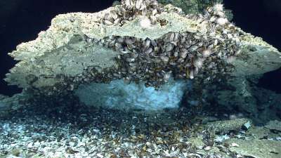 Под камнем видны живые и мертвые глубоководные двустворчатые моллюски Bathymodiolus, медузы и морские звезды.