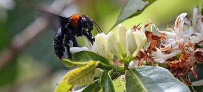 Если бы не пчелы и опыление растений, нам, возможно, пришлось бы исключить из своего рациона картофель, морковь, лук, перец, кофе, клубнику, помидоры и яблоки. Фото ФАО