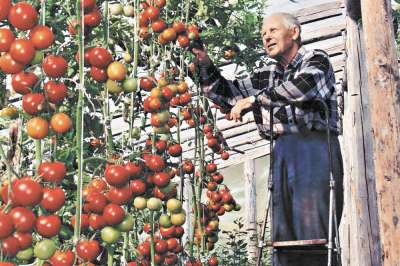 У Владимира Морозова урожай помидоров зреет до октября. Фото: Ирина Невинная/РГ