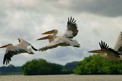 Африканский белый пеликан — исчезающий вид (Фото: klublu, Shutterstock)