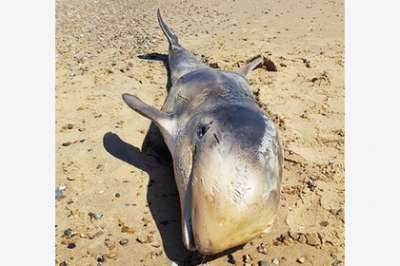 Погибший дельфин. Фото: HM Coastguard Gorleston