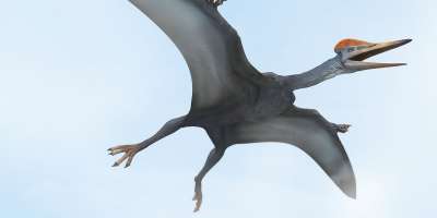 Палеонтологи выяснили, что птеродактили не могли летать так, как их обычно изображают на иллюстрациях.