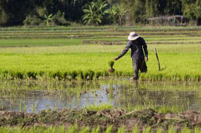 Работа на рисовых полях в Мьянме. Фото: Михаил Фалеткин