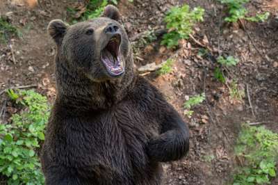 В Мурманской области оленевод победил в схватке с медведем