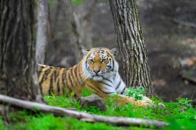 Съемки документального фильма о тиграх пройдут в Приморье. Фото: Валерия Кузора, ИА PrimaMedia