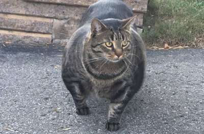 Жительница канадского Квебека заметила на улице кота с поразительно развитой мускулатурой.