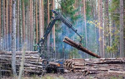 В Южных Карпатах остались последние нетронутые леса Европы © Игорь Подгорный/ТАСС
