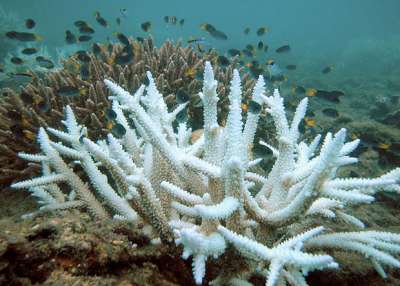 Выцветшая колония кораллов на фоне здоровой на Большом Барьерном рифе / Wikimedia Commons
