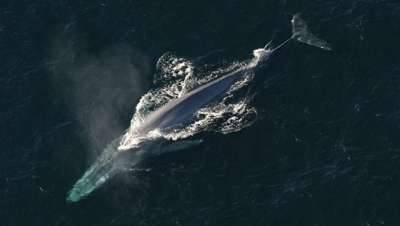 CC BY 2.0 / NOAA Photo Library / Blue whale
