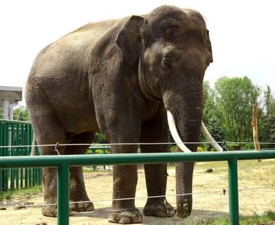 В неволе слоны оказываются лишены многого и, в конечном итоге, живут неполноценной жизнью (Фото: © majaFOTO / Фотобанк Фотодженика)