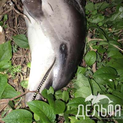 Фото Центра спасения дельфинов «Дельфа»