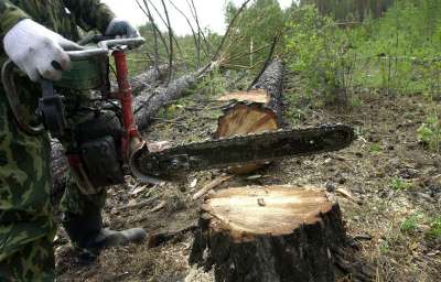Масштабы обезлесения угрожают стабильности климата © Евгений Епанчинцев//ТАСС