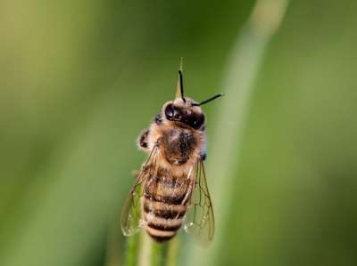 Если гибель пчёл предотвратить не удастся, в качестве одного из возможных способов спасти сельское хозяйство российские эксперты предлагают использование пчёл-микродронов.