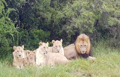 Съевшие людей львы остаются под наблюдением специалистов.