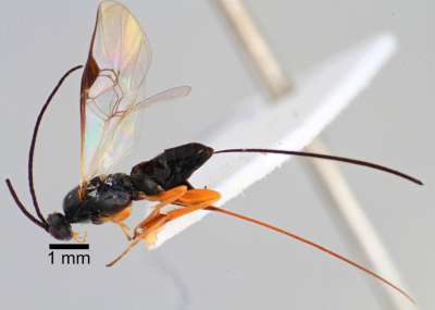 Ученые открывают новые виды наездников — насекомых, вдохновивших историю о пришельцах Чужих.