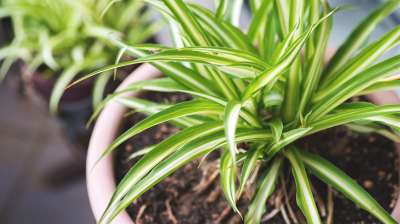 В США предложили создать генетически модифицированные комнатные растения, меняющие цвет листьев при появлении в воздухе вредных компонентов.
