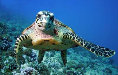 Экологи оценили, как антропогенные факторы влияют на состояние океанов, и установили, сколько «диких» акваторий находится под юридической защитой.