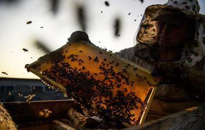 По мнению исследователей, отличительная особенность этих пчел от других сородичей связана с различиями в рационе питания © Донат Сорокин/ТАСС