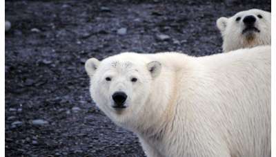 Белые медведи в поисках пропитания © Варвара Семенова