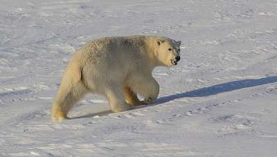 Белый медведь Национального парка Берингия © Фото : Национальный парк &quot;Берингия&quot;