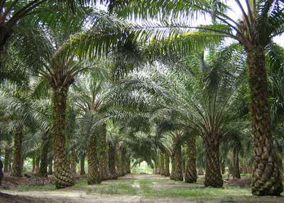 Вместо агрессивного расширения авторы предлагают интенсифицировать производство пальмового масла за счет более урожайных сортов пальмы, полученных с помощью современных технологий. 