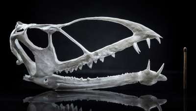 Модель черепа C. hanseni была создана при помощи 3D-печати. Фото Nate Еdwards/Brigham Young University.