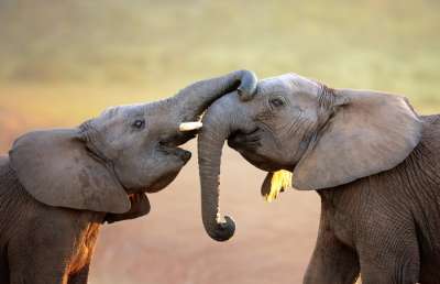 Клетки с поврежденной ДНК у слонов гибнут еще до того, как успеют превратиться в злокачественные.