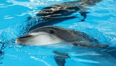 Дельфины. Архивное фото © РИА Новости / Евгения Новоженина