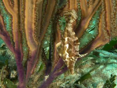 Monacanthus tuckeri маскируется под коралловые полипы, водоросли или комки песка. Фото: commons.wikimedia.org