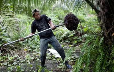 Производство пальмового масла является одним из главных факторов обезлесения © AP Photo/Rodrigo Abd