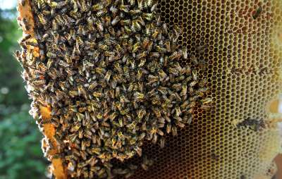 Гибель насекомых угрожает глобальной продовольственной безопасности © Виктор Драчев/ТАСС