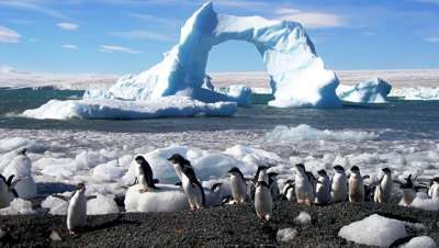 Пингвины адели в Антарктиде. Архивное фото © РИА Новости / Александр Соловский