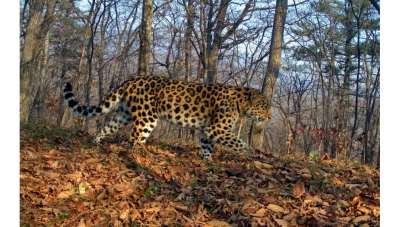 © Фото : ФГБУ «Земля леопарда»