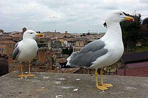 Птицы используют вечный город в качестве столовой, не стесняясь красть еду прямо из рук людей.