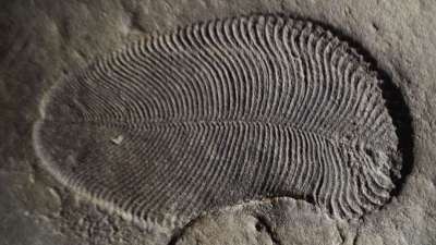 Новый подход к анализу окаменелостей докембрийского периода показал, что эти отпечатки принадлежали примитивным многоклеточным животным.