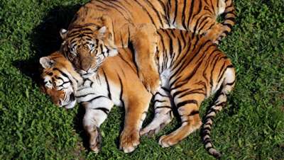 Тигры © Depositphotos / erllre