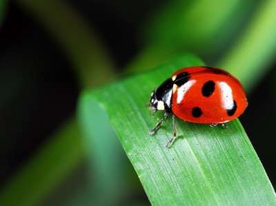Всего на планете насчитывается более 400 видов этого жука с самой разной гаммой красного цвета.