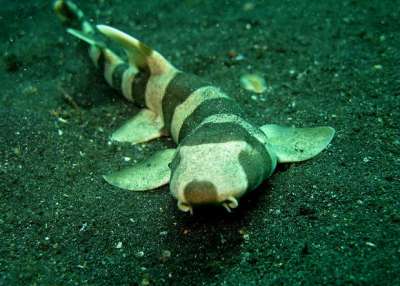 Молодая коричневополосая кошачья акула (Chiloscyllium punctatum). Steve Childs / Flickr.com