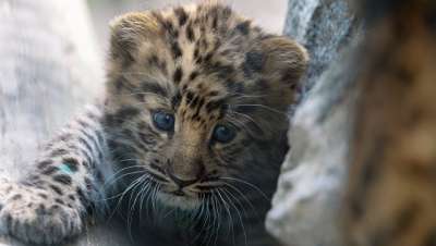 Детеныш дальневосточного леопарда. Архивное фото © РИА Новости / Александр Кряжев