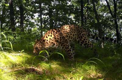 © Национальный парк «Земля леопарда»