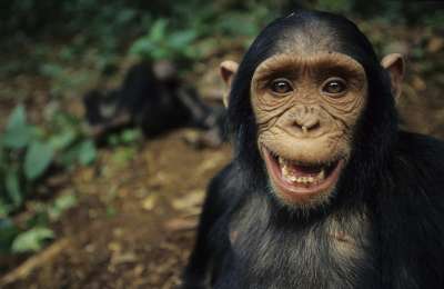 Также ученые обратили внимание, что продолжительность жизни самок шимпанзе зависела от того, насколько сильно они готовы к получению нового опыта и способны адаптироваться к меняющимся условиям. Фото Nature Picture Library / Legion-Media.ru