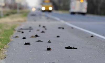 В 2011 году в штате Арканзас упали замертво тысячи черных дроздов (от 3 до 5 тысяч, по некоторым оценкам). Тушками птиц были завалены улицы, дворы, дороги.