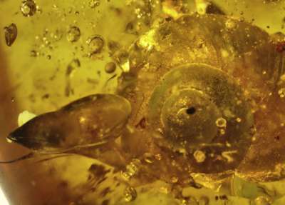 Улитку отнесли к позднему мелу: ей около 99 миллионов лет. Xing et al. / Cutaceous Research 2018